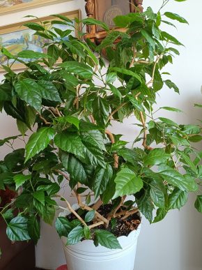 Ibišek Čínský (Hibiscus rosa-sinensis) - červený, 15 let