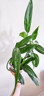 Epipremnum silver strip