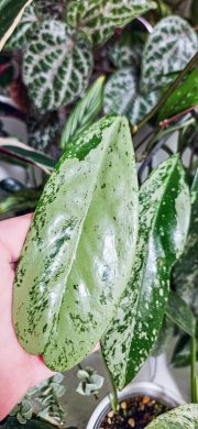 Hoya pubicalyx super splash