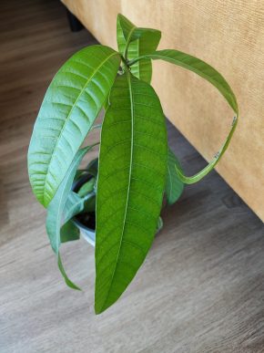 Mango 🥭