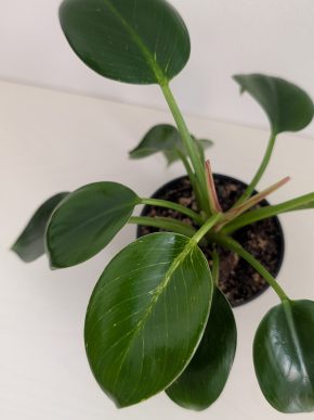 Philodendron White Birkin (Filodendron) - baby