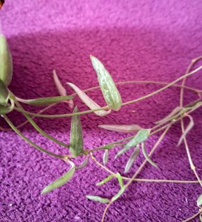 Svicnik Linearis