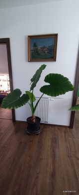 Alocasia Macrorrhiza XXL