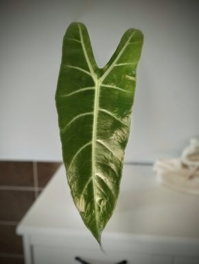 Hlízy Alocasia Longiloba Lowii Complex