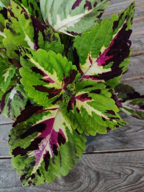 Coleus (Africká kopřiva)