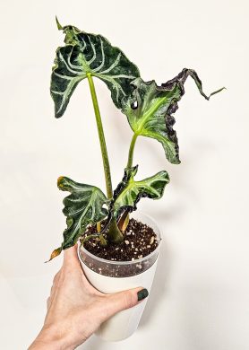 Alocasia loco raritka