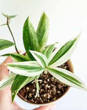 Dracaena Surculosa White