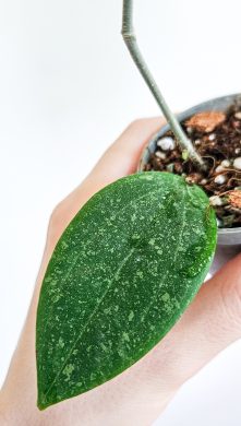 Hoya wibergiae