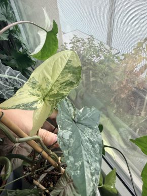 Syngonium podophyllum REVERTED Albo
