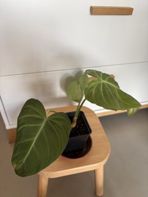 Philodendron Glorious