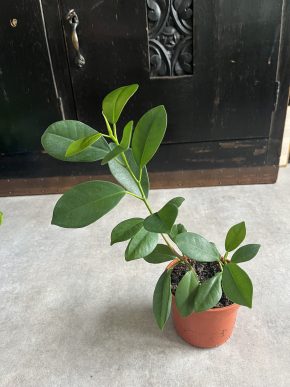 ficus microcarpa