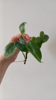 Philodendron burle marx 180,-
