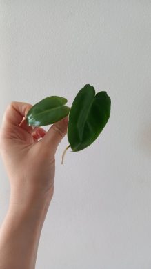 Philodendron burle marx