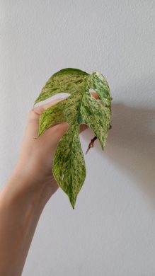 Epipremnum pinnatum marble