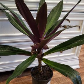Tradescantia spathacea, odnož