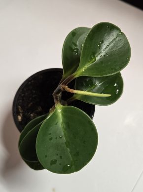 Peperomia magnoliifolia