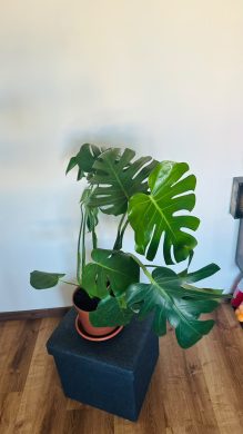 Monstera vzrostlá, průměr 21 cm