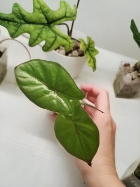 Alocasia Yucatan Princess