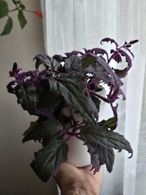Gynura aurantiaca, nakvétá