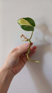 Philodendron rio