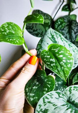 Scindapsus pictus trebie