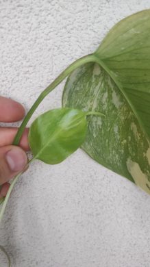 Monstera aurea