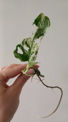 Monstera frozen freckles