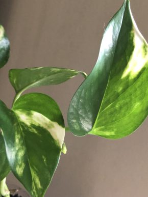 Epipremnum Aurem Golden - větší rostlina