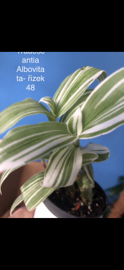 Tradescantia Albovittata - čerstvý řizek
