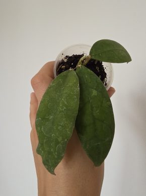 Hoya peninsularis