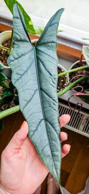 Alocasia heterophylla dragon's breath