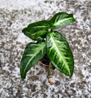 Syngonium Angustatum
