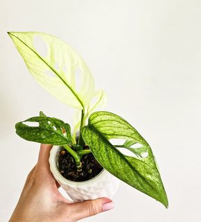 Monstera Adansonii sp. Archipelago raritka