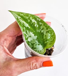 Scindapsus exotica