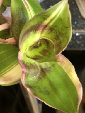 Tradescantia Callisia Dragon Tail variegata - čerstvý řizek