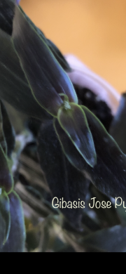 Tradescantia Gibasis Jose Puig - čerstvý řizek