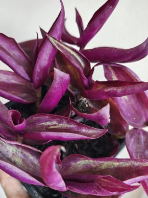 Tradescantia