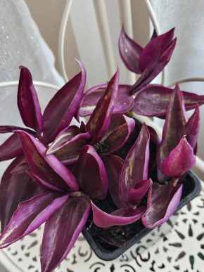 Tradescantia bordó