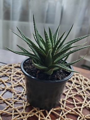 Haworthiopsis