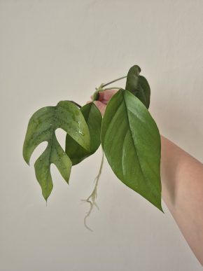Raphidophora Tetrasperma/Monstera Minima