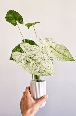 Alocasia odora batik variegated