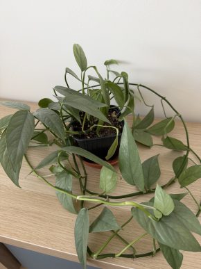 Epipremnum Cebu Blue