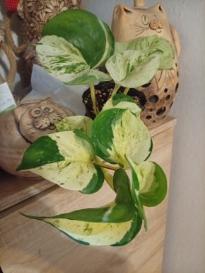 Epipremnum happy leaf Manjula