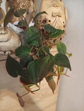 Philodendron Scandens Micans