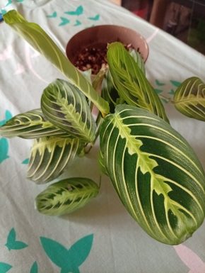 Maranta lemon lime