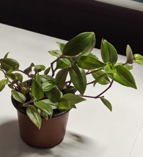 Tradescantia fluminensis