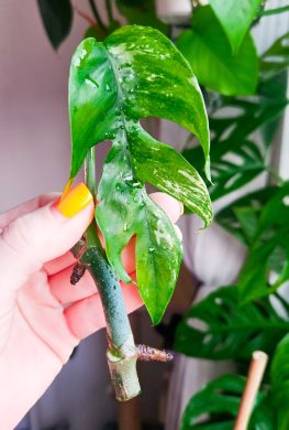 Epipremnum pinnatum var