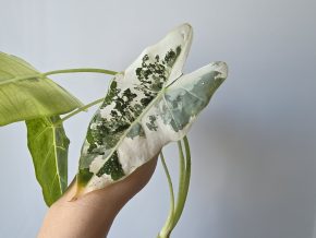 Alocasia Frydek variegata