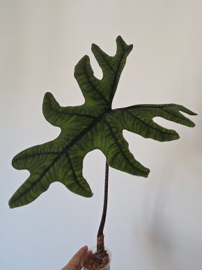 Alocasia Jacklyn