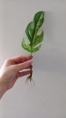 Epipremnum pinnatum marble